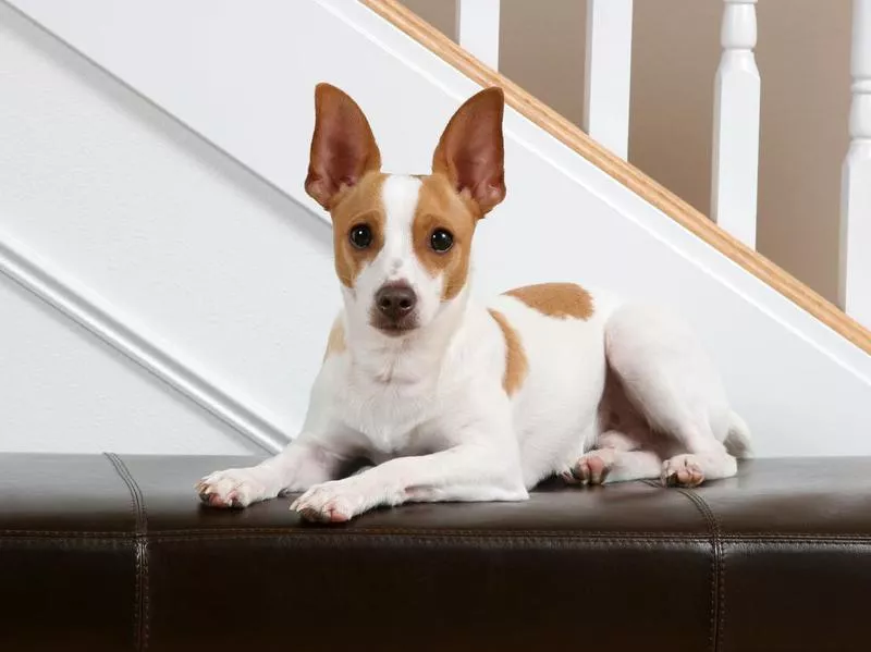 rat terrier