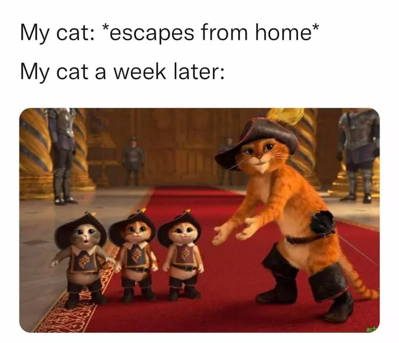 Cat bringing home kittens after going missing meme