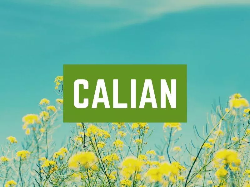 Calian