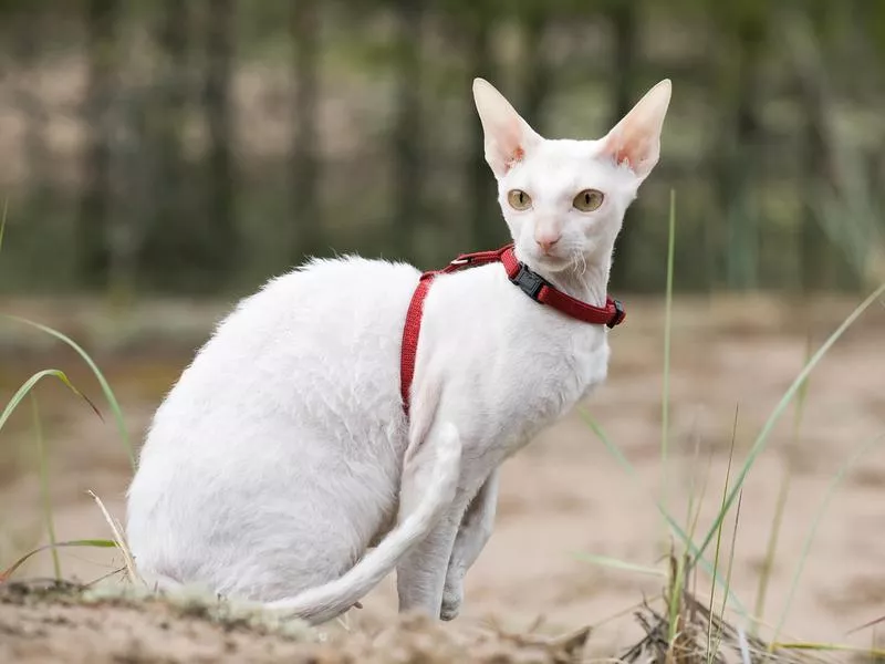 Cornish Rex