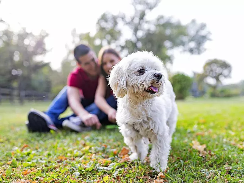 Hypoallergenic Maltese