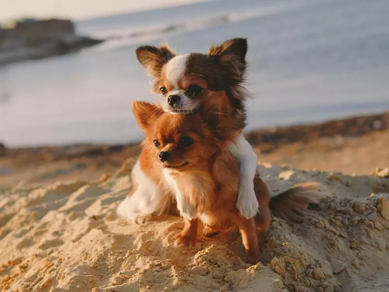 Little Chiuhuahuas hugging