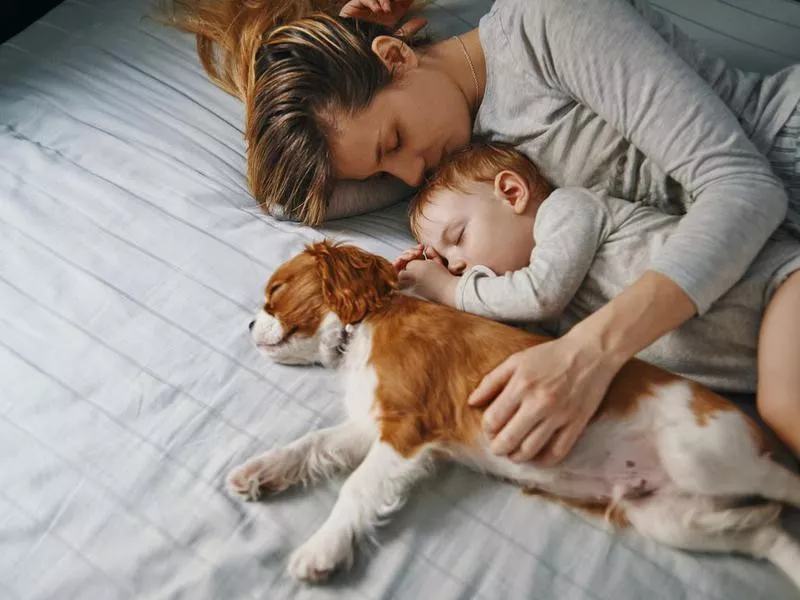 cavalier king charles spaniel