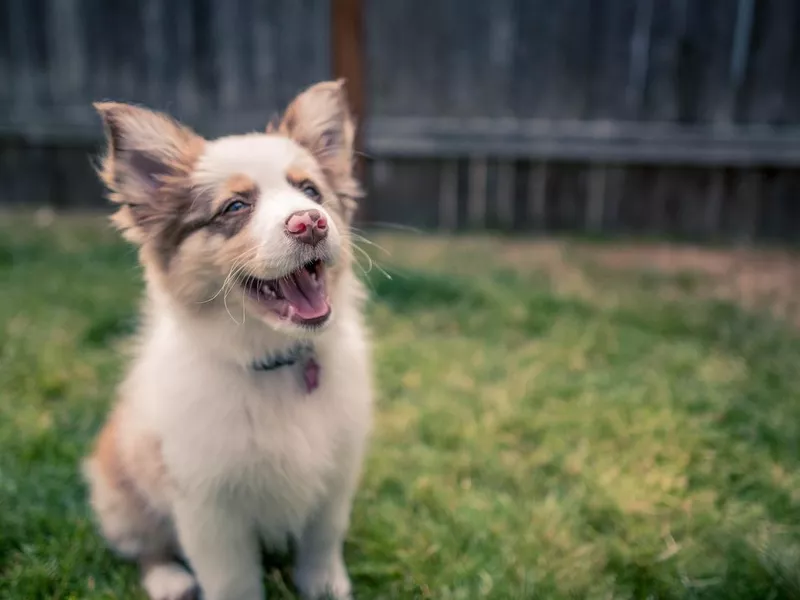 Mini Australian Shepherd