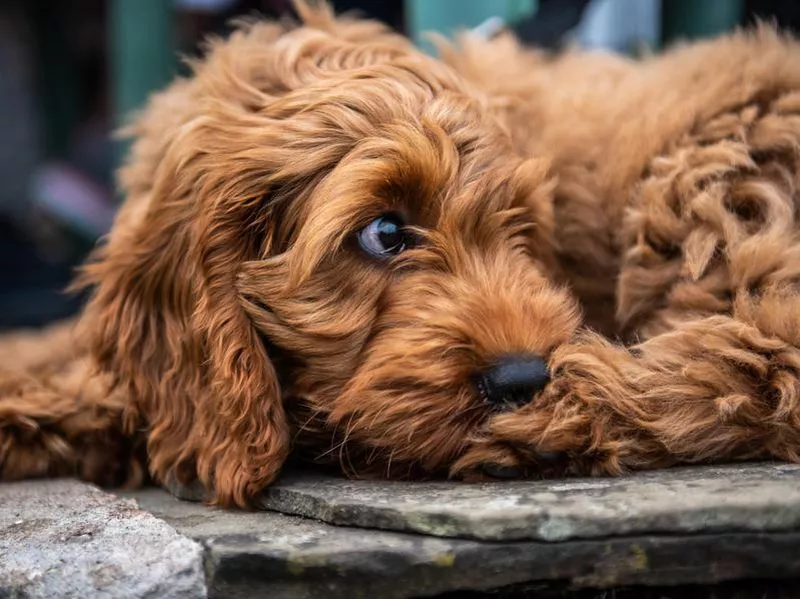 cockapoo