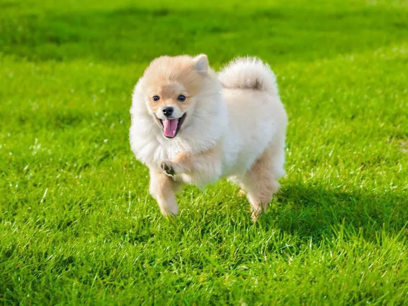 german spitz running