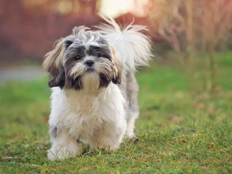 shih tzu