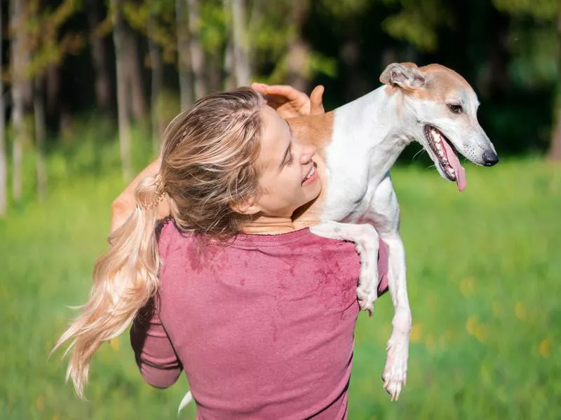 Whippets can be a lot of fun