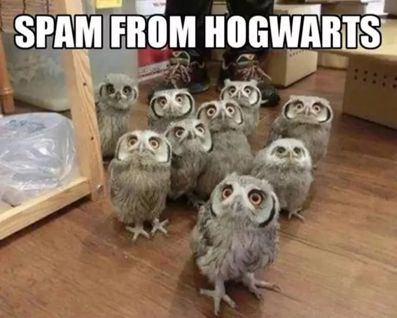 Owl meme