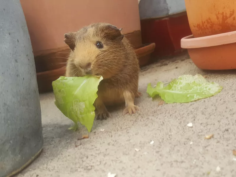 Guinea pig eating lettuce