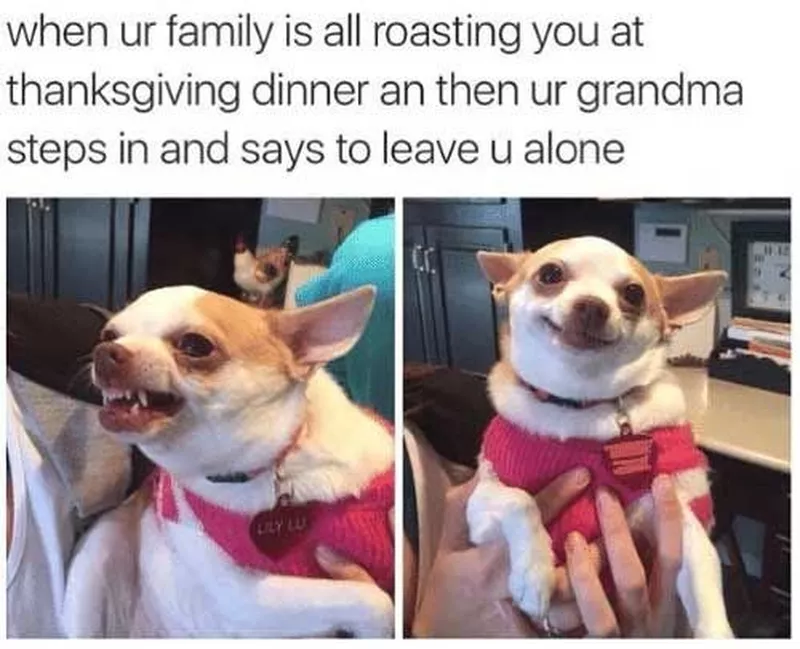 Chihuahua meme