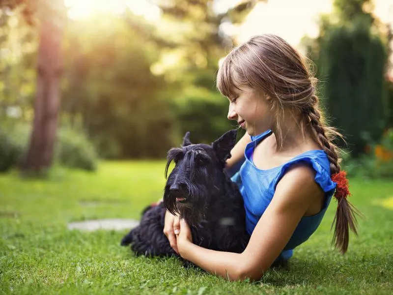 Hypo Allergenic Scottish Terrier