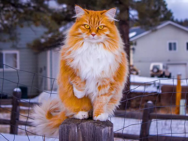 Norwegian Forest