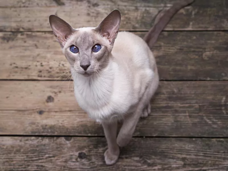 Oriental Shorthair