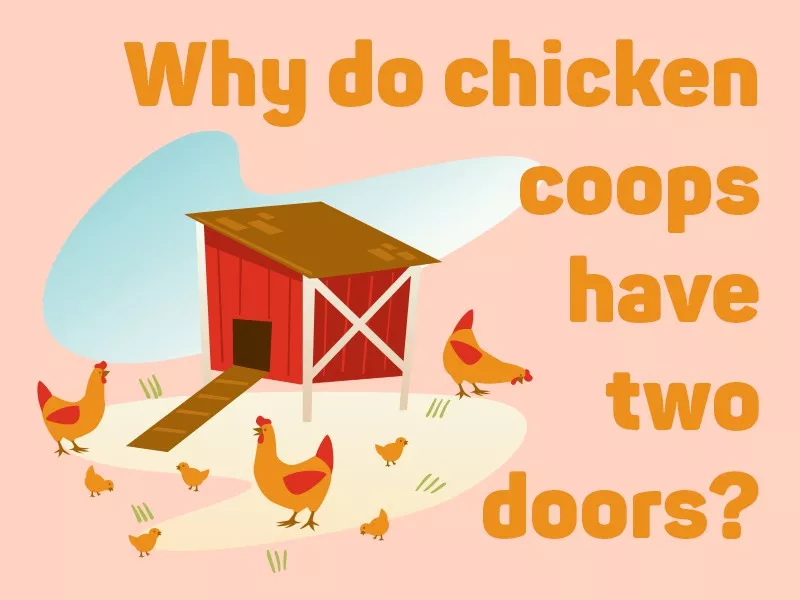 Chicken coop