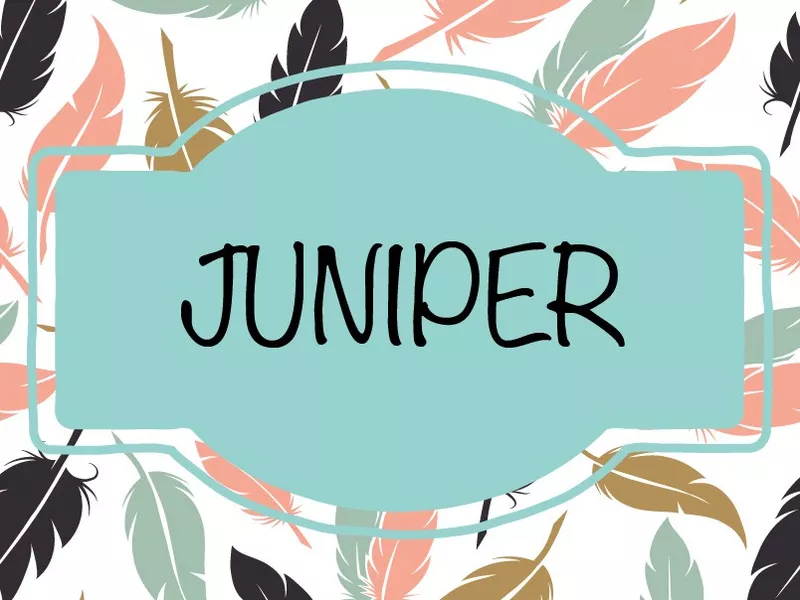 Juniper