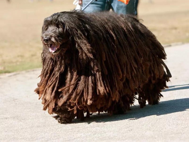 bergamasco