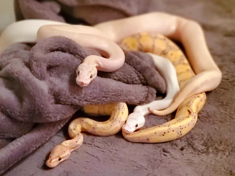 Three ball pythons