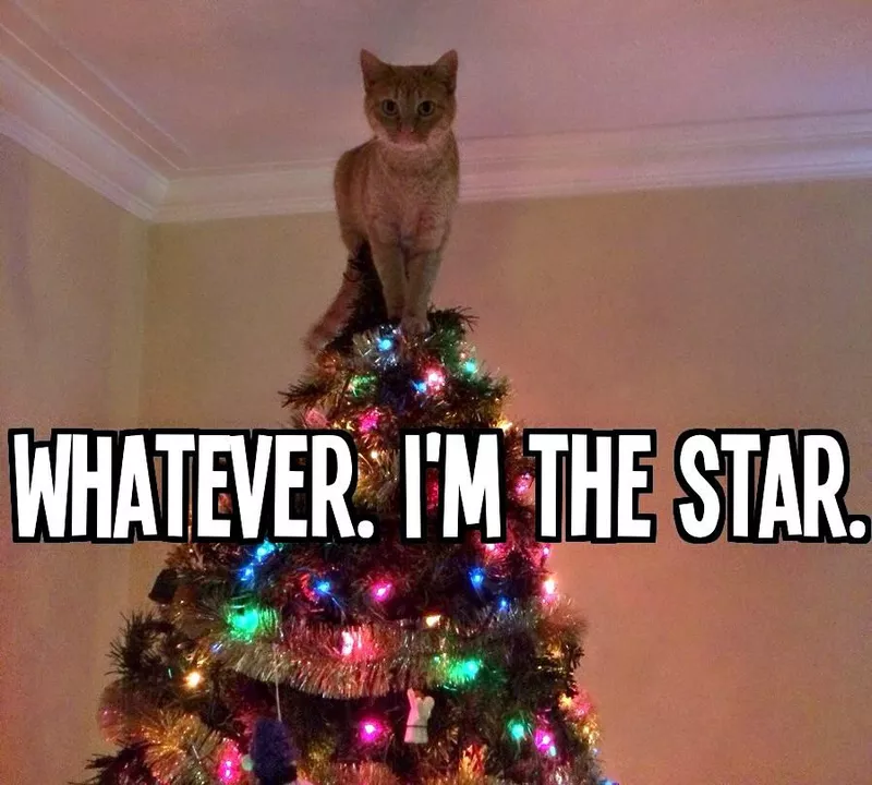 Christmas tree cat meme