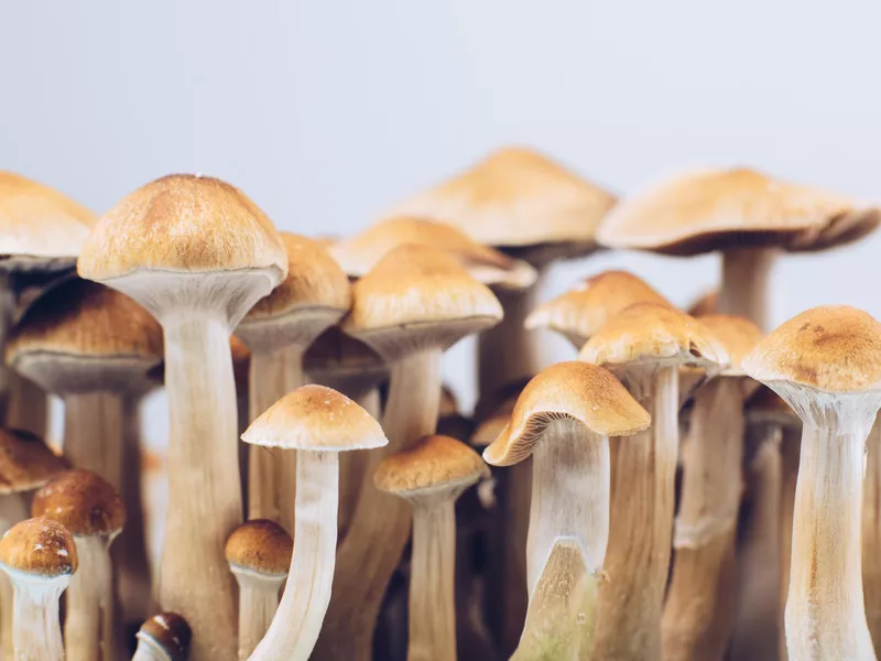 psychedelic mushrooms