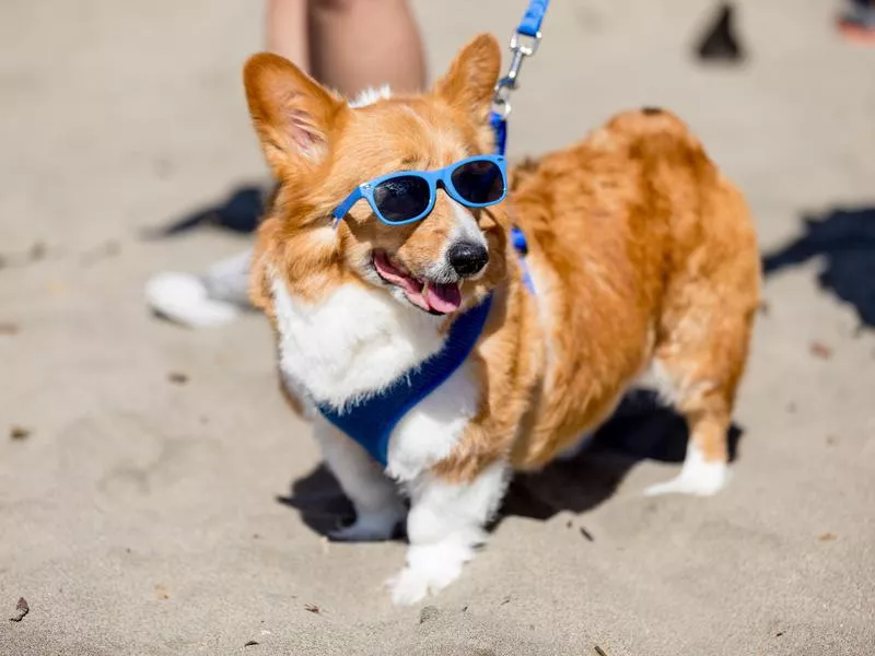 welsh corgis