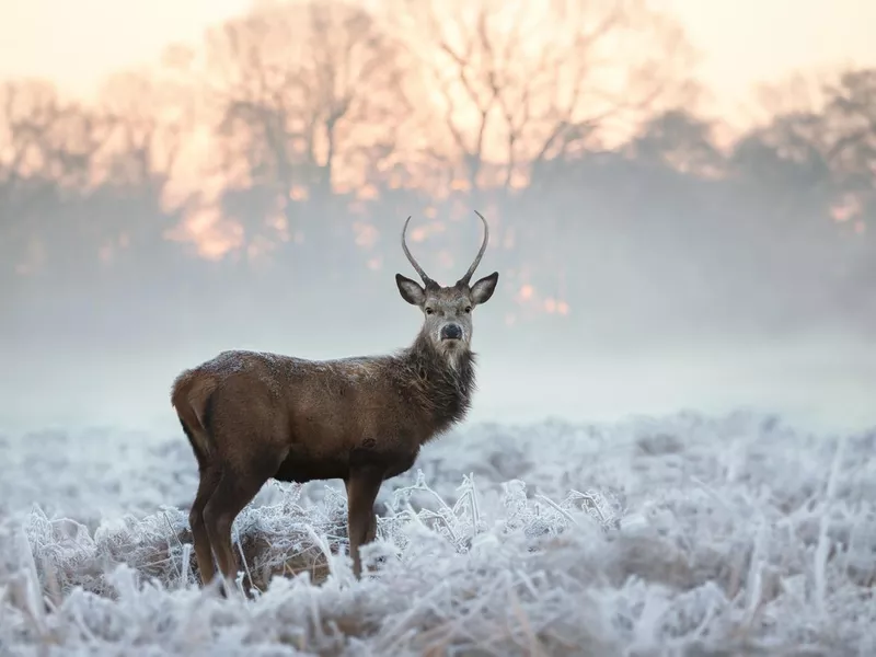 Young red deer buck standing in the frosted grass on an early cold winter morning