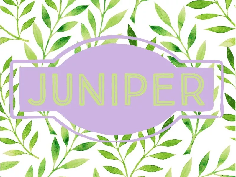 Juniper