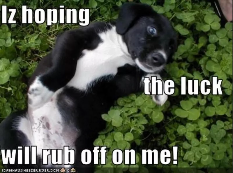 Luck of the Irish dog meme