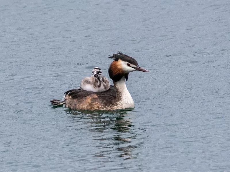 Hooded grebe mother