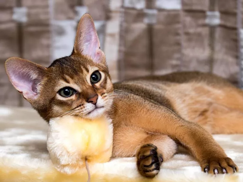 Abyssinian