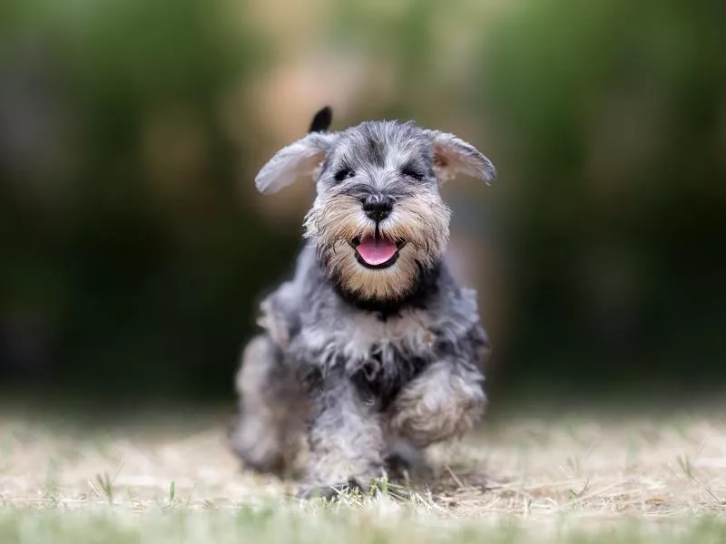 schnauzer