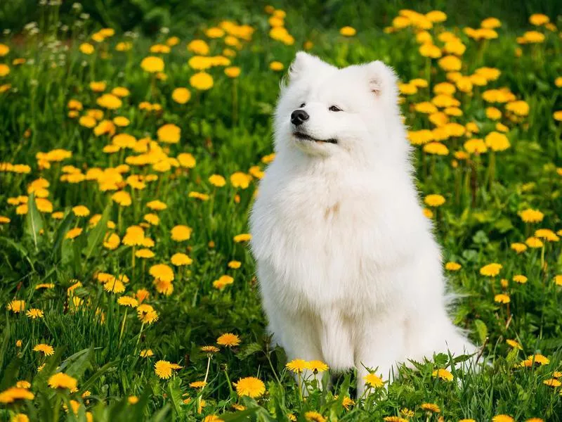 samoyed