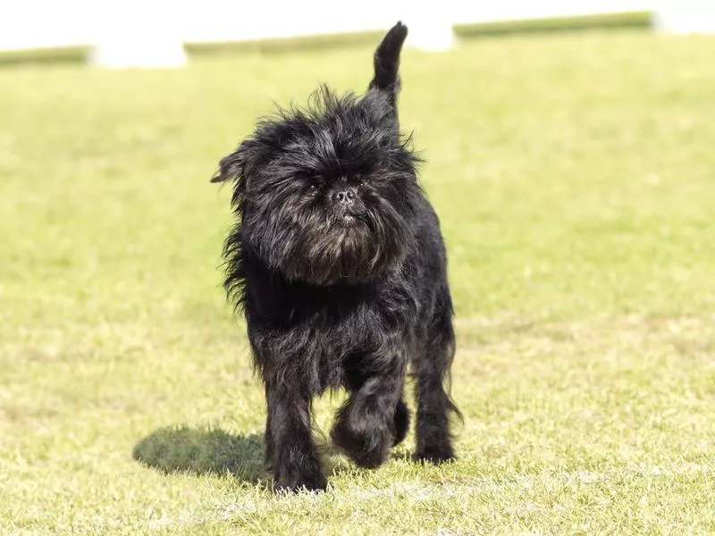 Grumpy affenpinscher