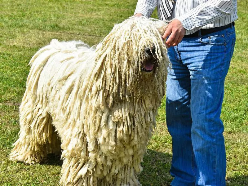 komondor