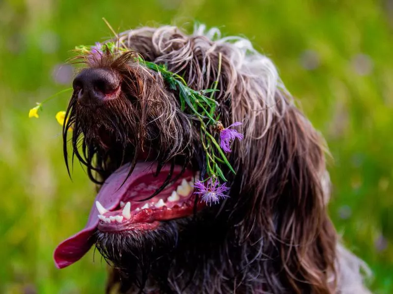 wirehaired