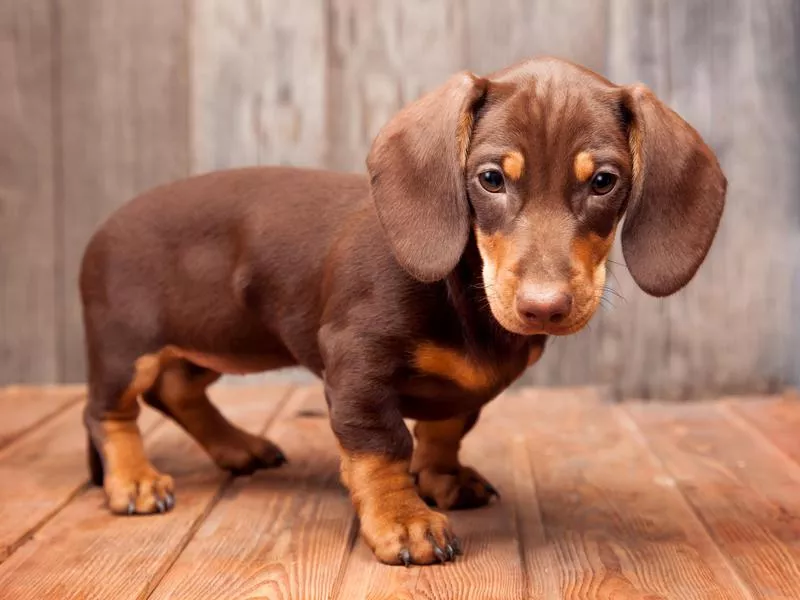 dachshund