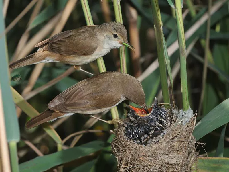 cuckoos