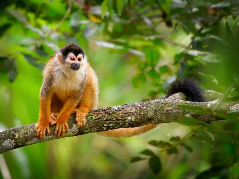 Central American squirrel monkey