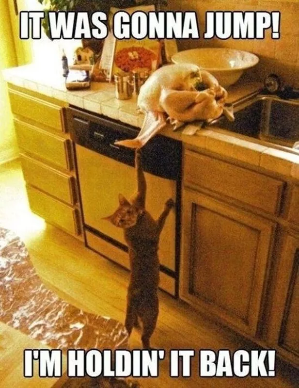 Funny cat on Thanksgiving meme