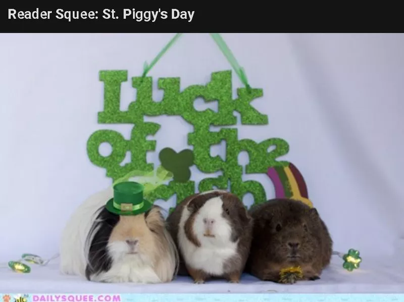 St Piggy's Day meme