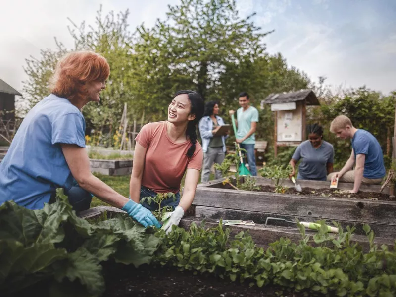 Multiracial group of young men and young women gather as volunteers to plant vegetables in community garden with mature woman project manager advice and teamwork