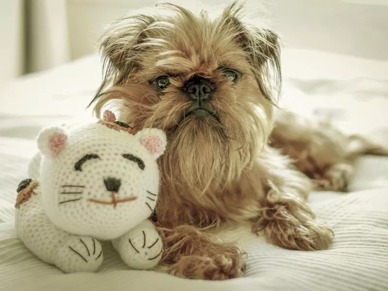 Brussels griffon cute small dog