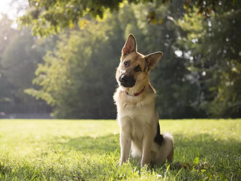 german shepherd