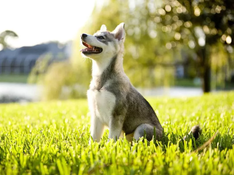 alaskan klee kai