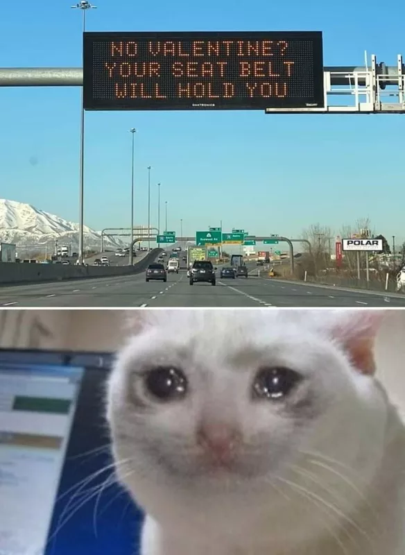 Sad cat seatbelt meme