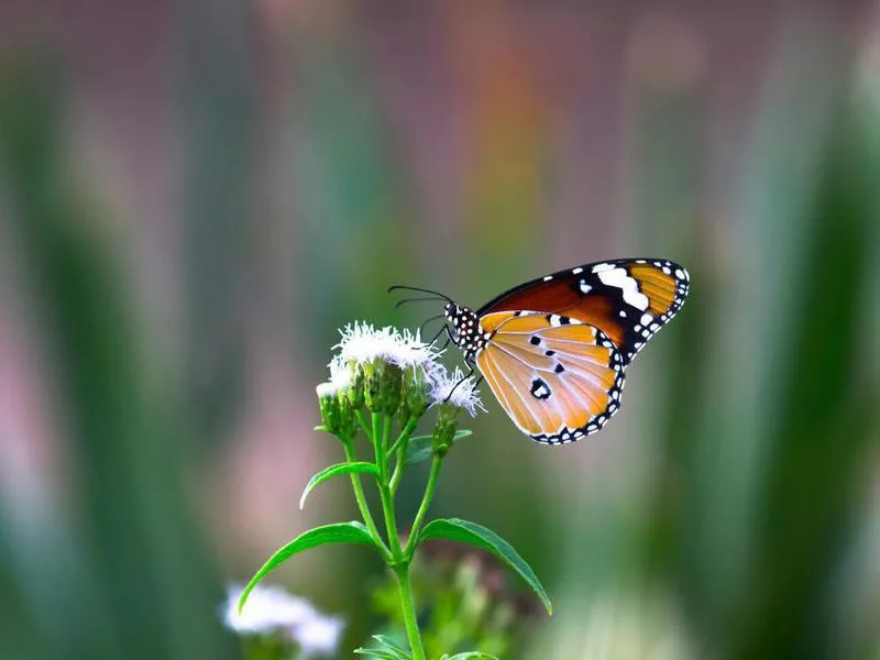 Make a Butterfly House