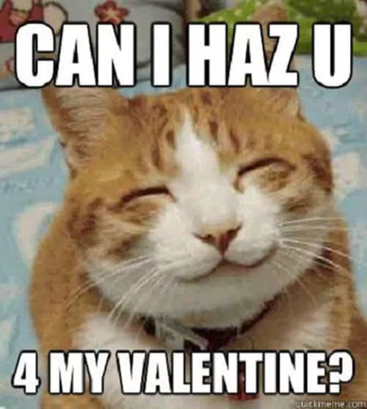 Valentine cat meme