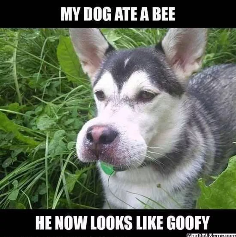 Dog that looks like Goofy