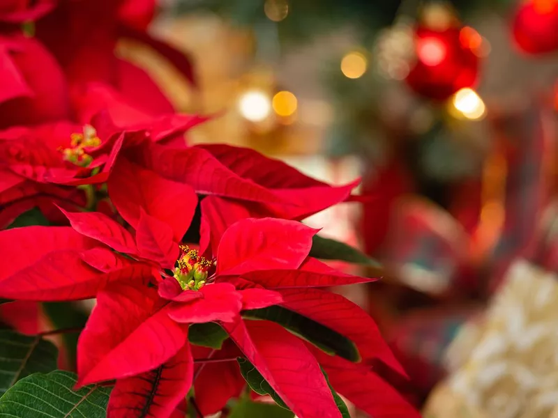 Beautiful red Poinsettia flower, Christmas Star