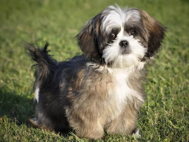 shih tzu